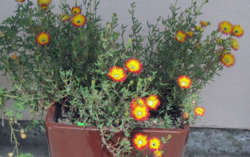 Drosanthemum micans – Robertson Vygie Drosanthemum micans - Robertson Vygie