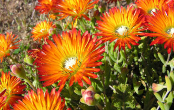 Drosanthemum speciosum – Royal Dewflower Drosanthemum speciosum - Royal Dewflower