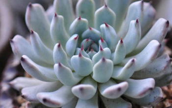 Echeveria cuspidata var. gemmula Echeveria cuspidata var. gemmula