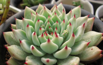 Echeveria cuspidata var. zaragozae Echeveria cuspidata var. zaragozae