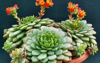 Echeveria globulosa Echeveria globulosa