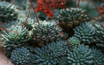Echeveria setosa var. deminuta – Firecracker Plant Echeveria setosa var. deminuta - Firecracker Plant