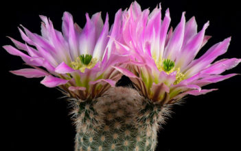 Echinocereus pectinatus – Rainbow Cactus Echinocereus pectinatus - Rainbow Cactus