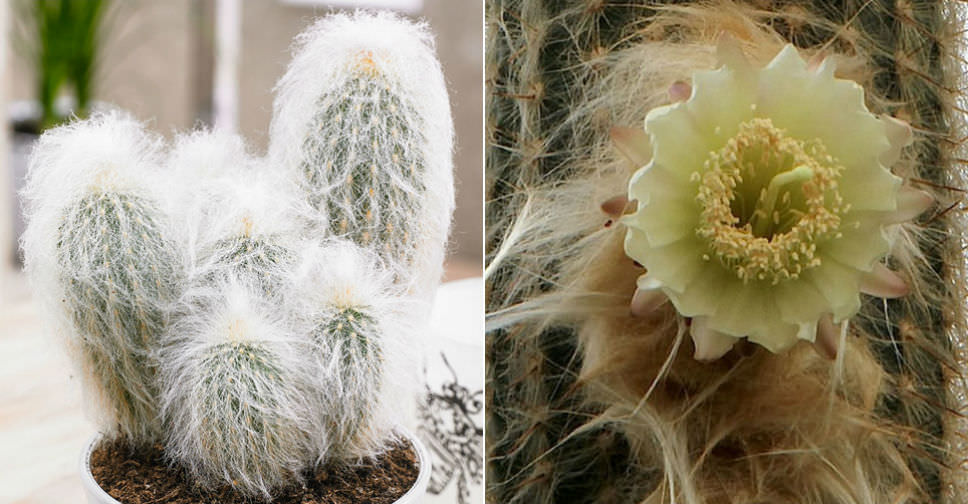 Espostoa lanata - Peruvian Old Man Cactus | World of Succulents