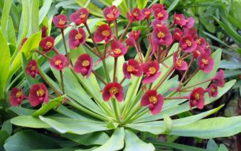 Euphorbia atropurpurea Euphorbia atropurpurea