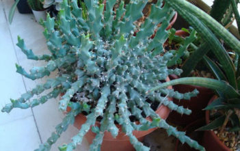 Euphorbia clivicola Euphorbia clivicola