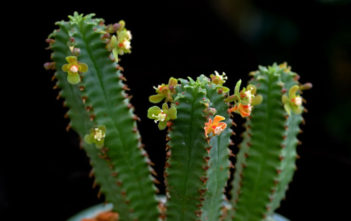 Euphorbia tubiglans Euphorbia tubiglans