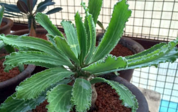 Euphorbia venenifica – Cylindrical Euphorbia Euphorbia venenifica - Cylindrical Euphorbia
