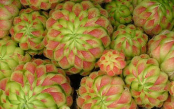 Jovibarba globifera subsp. allionii – Rollers Jovibarba globifera subsp. allionii - Rollers