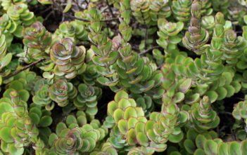 Kalanchoe laxiflora – Milky Widow’s Thrill Kalanchoe laxiflora - Milky Widow's Thrill