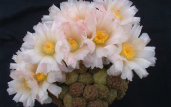 Maihueniopsis bonnieae Maihueniopsis bonnieae