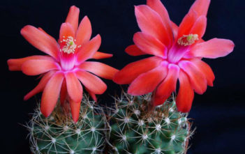 How to Grow and Care for Matucana Matucana krahnii