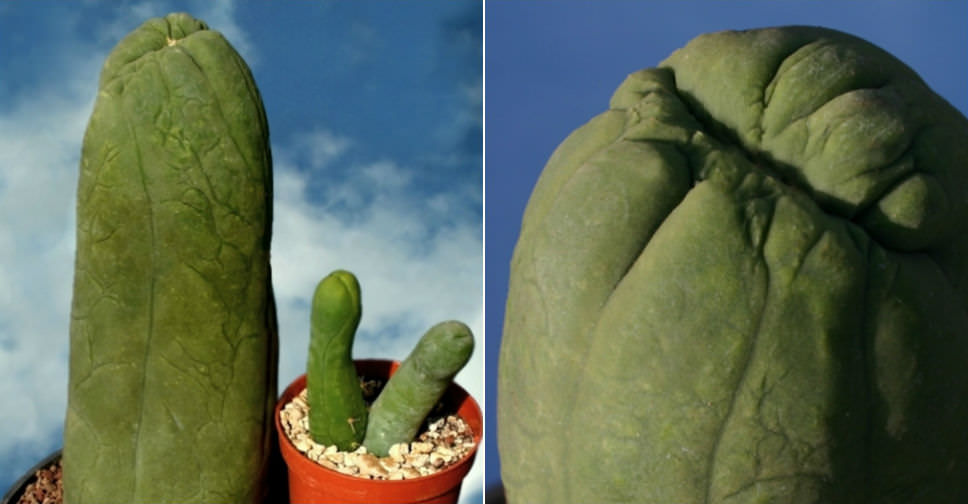penis cactus schottii pachycereus