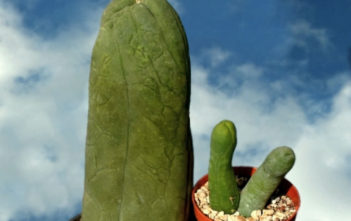 Pachycereus schottii ‘Big Penis Cactus’ Pachycereus schottii 'Big Penis Cactus'