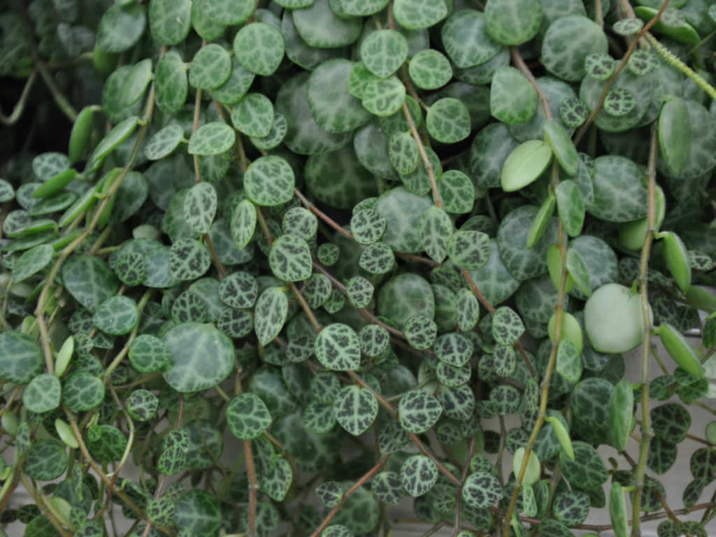 peperomia prostrata turtles string plant plants succulent vining leaves round worldofsucculents variegated succulents leaf via se veins