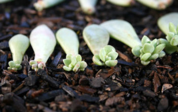 How to Propagate Succulents in 4 Simple Steps Propagate Succulents