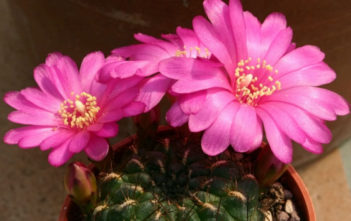 Rebutia steinbachii Rebutia steinbachii