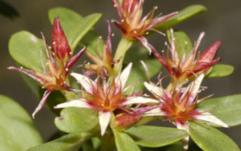 Sedum oxypetalum – Dwarf Tree Stonecrop Sedum oxypetalum - Dwarf Tree Stonecrop