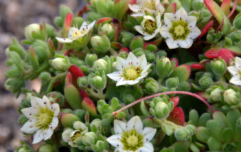 Sedum sedoides