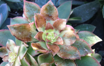 Succulent Plants Problems: Sunburn Sunburn