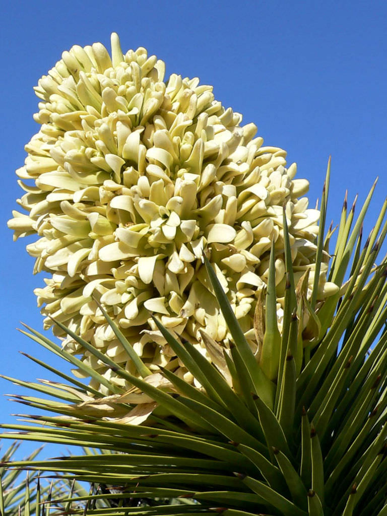 yucca joshua brevifolia tree seeds palm plant genus via native succulents nevada worldofsucculents