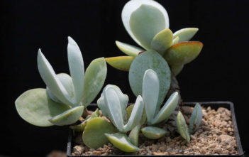 Adromischus leucophyllus Adromischus leucophyllus