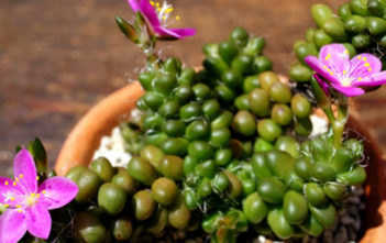 How to Grow and Care for Anacampseros Anacampseros crinita