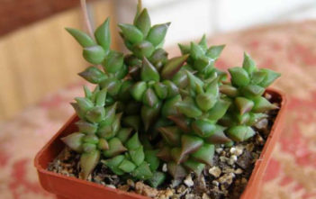 Anacampseros retusa Anacampseros retusa