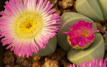 Argyroderma patens – Blue Stone Plants Argyroderma patens - Blue Stone Plants