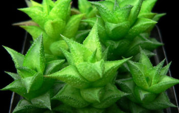 How to Grow and Care for Astroloba Astroloba aspera