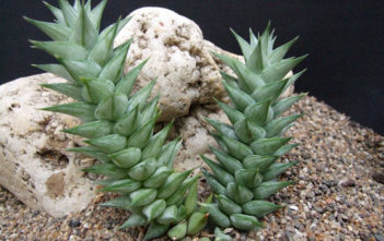 Astroloba herrei Astroloba herrei