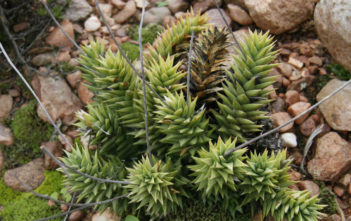Astroloba spiralis Astroloba spiralis