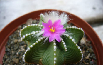 Aztekium hintonii Aztekium hintonii