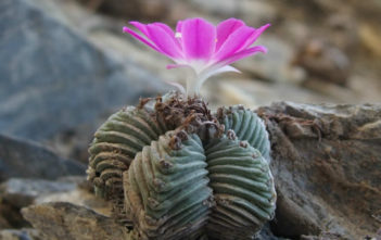 Aztekium valdezii Aztekium valdezii