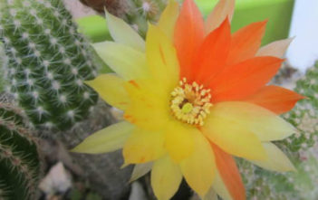 Chamaelobivia ‘Arlequin’ – Peanut Cactus Chamaelobivia 'Arlequin' - Peanut Cactus