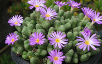 Conophytum marginatum subsp. haramoepense Conophytum marginatum subsp. haramoepense