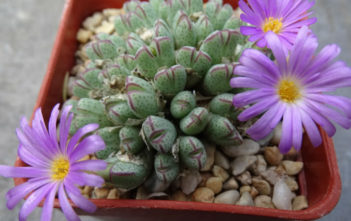 Conophytum marginatum Conophytum marginatum