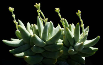 Crassula cornuta Crassula cornuta