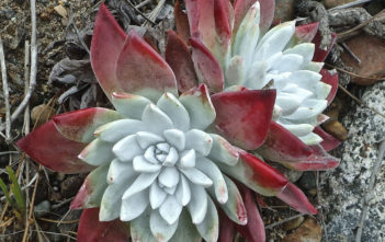 Dudleya farinosa – Bluff Lettuce Dudleya farinosa - Bluff Lettuce