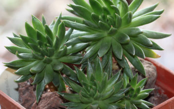 Echeveria calderoniae Echeveria calderoniae