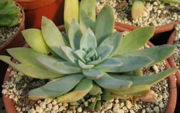 Echeveria chiclensis Echeveria chiclensis