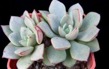 Echeveria moranii Echeveria moranii