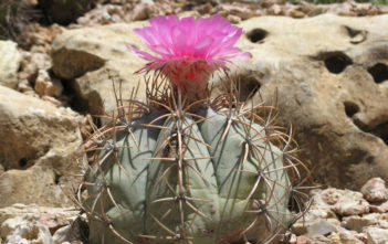 Echinocactus horizonthalonius – Eagle’s Claw Echinocactus horizonthalonius - Eagle's Claw