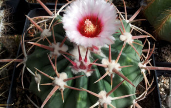 Echinocactus texensis – Horse Crippler Echinocactus texensis - Horse Crippler