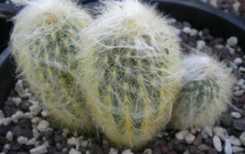 Espostoa melanostele – Peruvian Old Lady Espostoa melanostele - Peruvian Old Lady