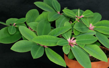 Euphorbia bongolavensis Euphorbia bongolavensis