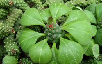 Euphorbia ritchiei Euphorbia ritchiei