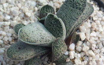 Gasteria baylissiana – Suurberg Gasteria Gasteria baylissiana - Suurberg Gasteria