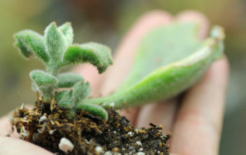 How to Grow Kalanchoe from Cuttings Kalanchoe Cuttings