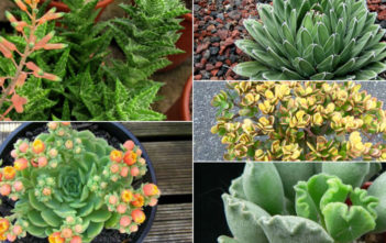 Top 5 Low Maintenance Succulents Low Maintenance Succulents